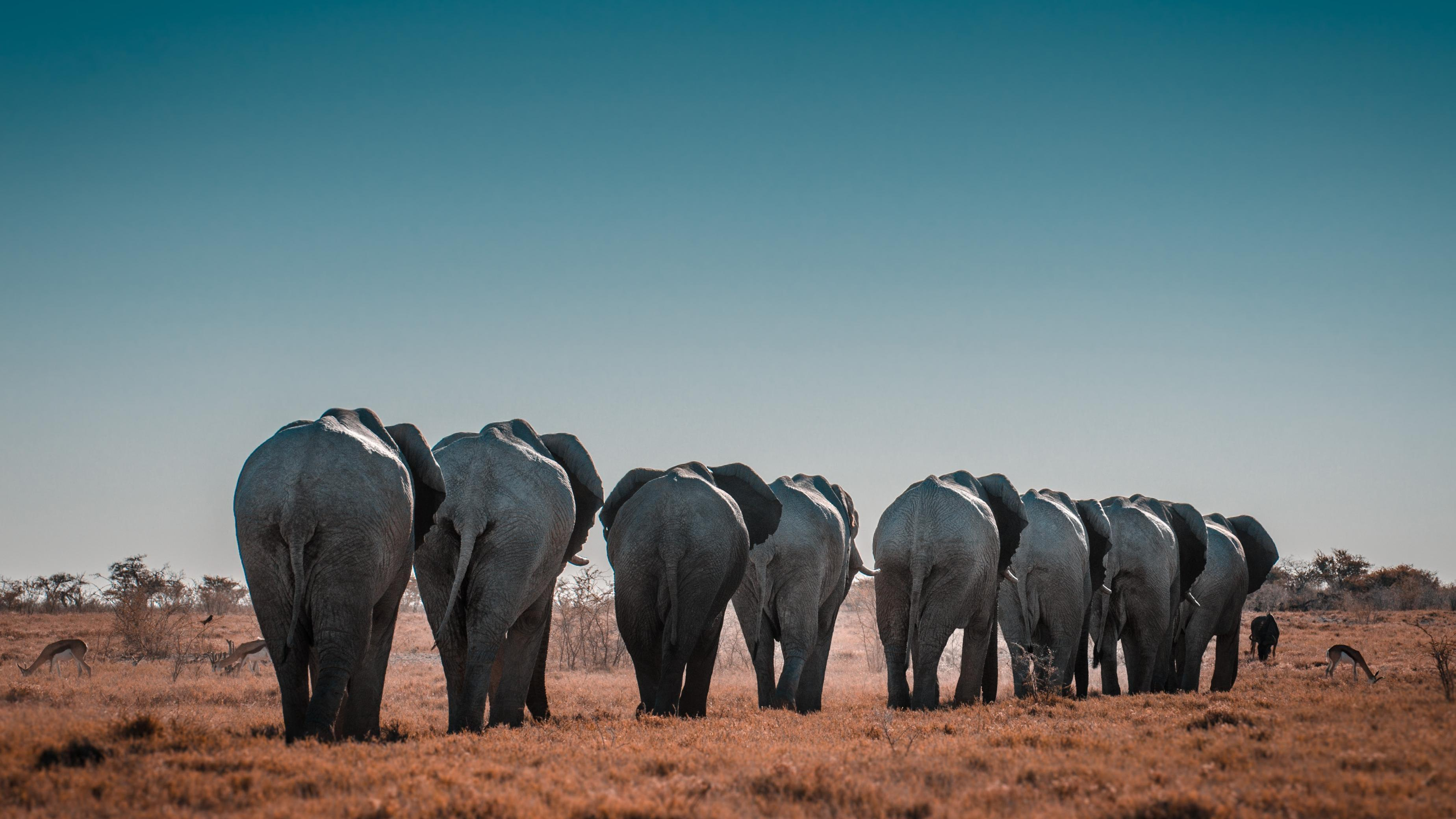elephants